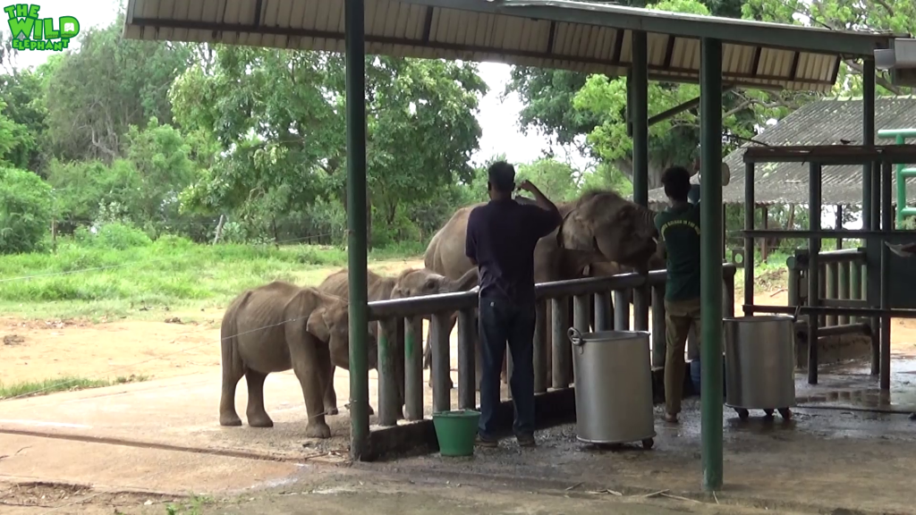  Feeding Milk to Cute Baby Elephants