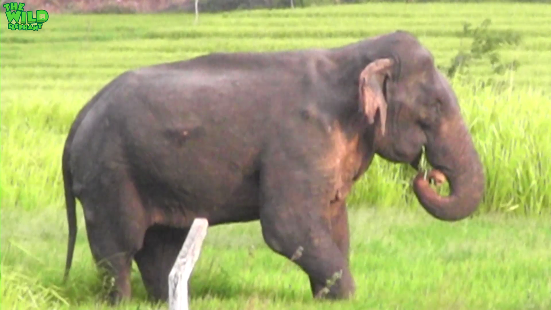 Playful elephant gets chased back to a safe jungle.