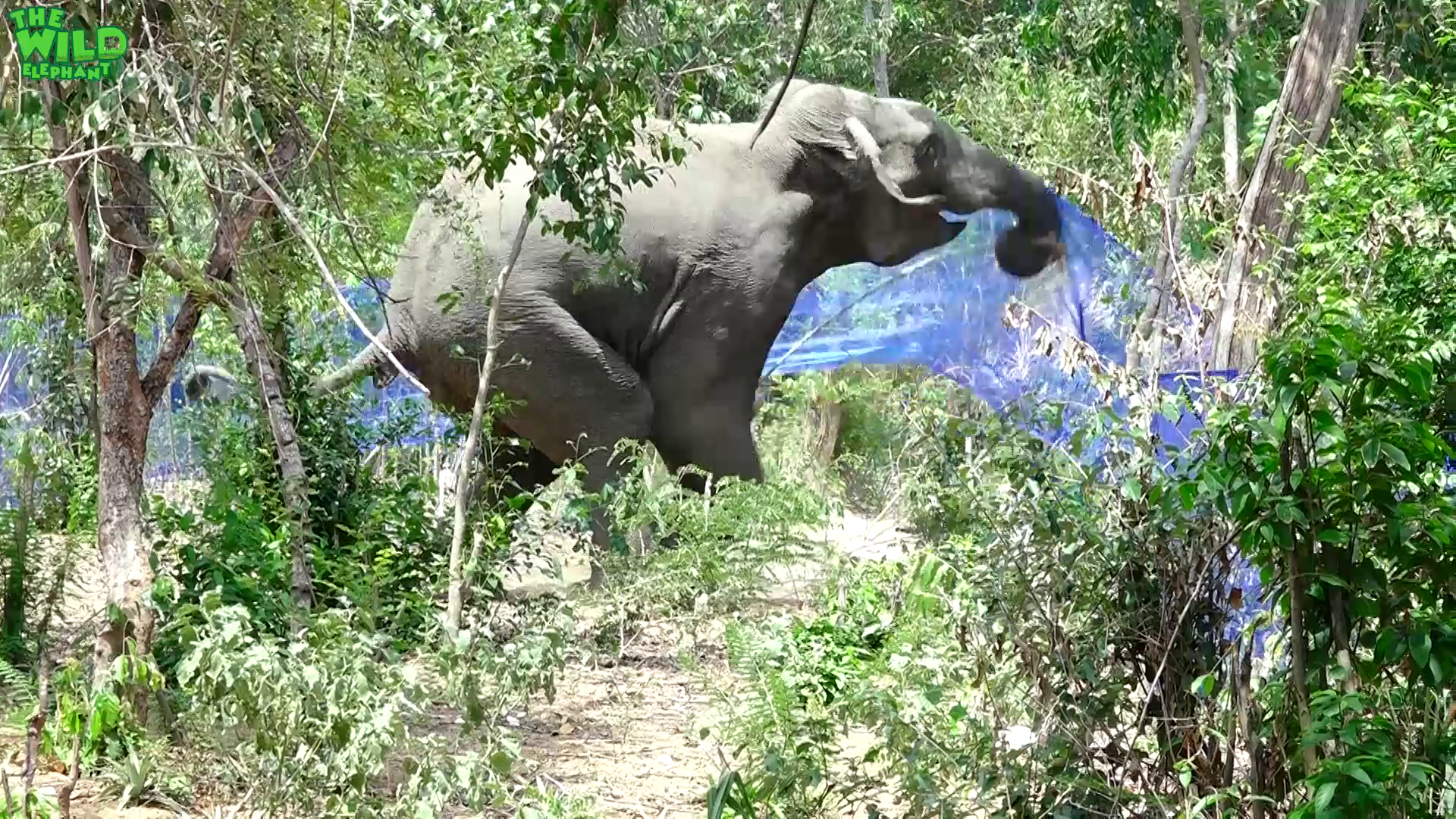 Humans to the Rescue! Elephant shot in the leg being saved